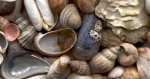 seashells