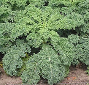 kale