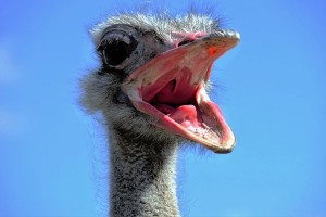 ostrich