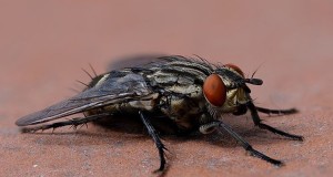 Isolation Diary Day 4: The Trapped Housefly And I Have Forged An Alliance