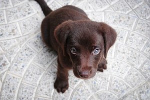 labrador puppy