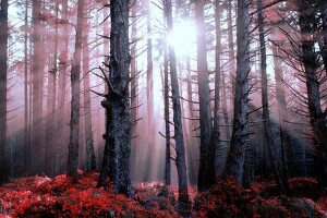 crepuscular rays in forest